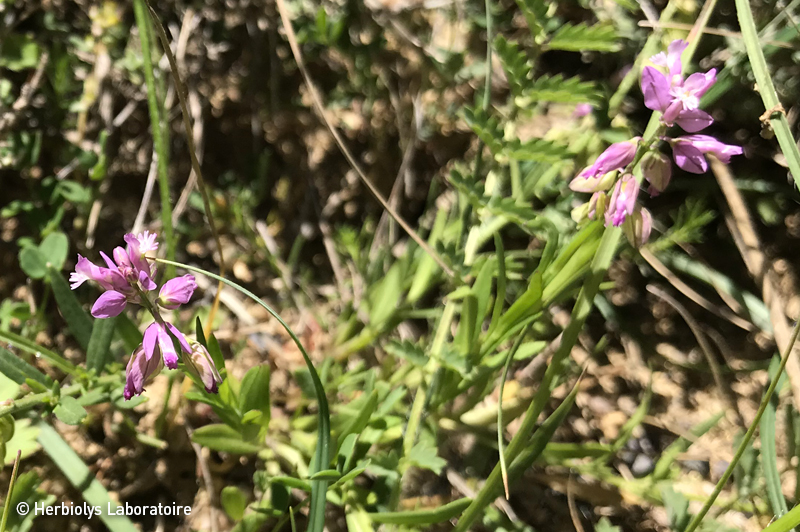 Phytothérapie de Polygala - Extrait de plantes fraîches bio Herbiolys